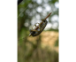 Preview: Korum Smokescreen Quick Change Bolt Beads
