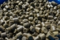 Preview: Sonubaits Feed Pellets Green Marine 4mm
