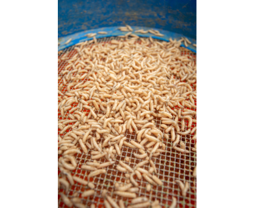 Sonubaits Maggot Glue - Madenkleber