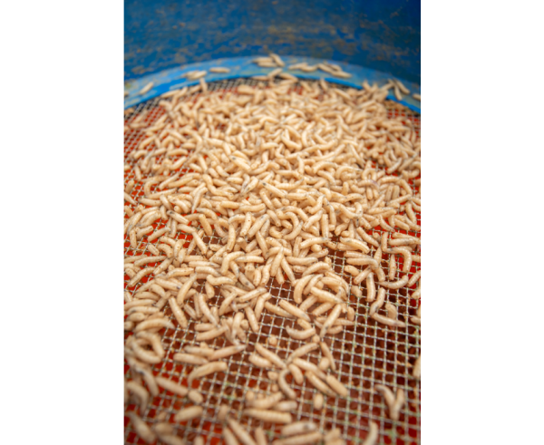 Sonubaits Maggot Glue - Madenkleber