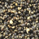 1Kg Gekochte Hanfkörner